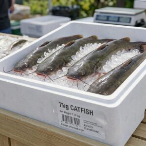 Cat Fish