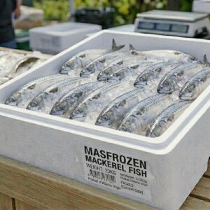 Mackerel Fish 20kg
